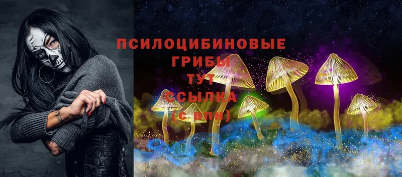 Галлюциногенные грибы Psilocybine cubensis  мориарти как зайти  Новозыбков 